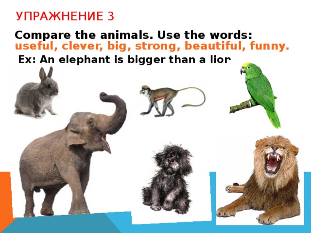 УПРАЖНЕНИЕ 3  Compare the animals. Use the words: useful, clever, big, strong, beautiful, funny.  Ex: An elephant is bigger than a lion.