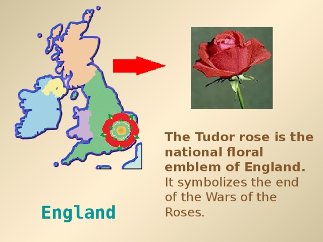 The Tudor rose is the national floral emblem of England. It symbolizes the end of the Wars of the Roses. England