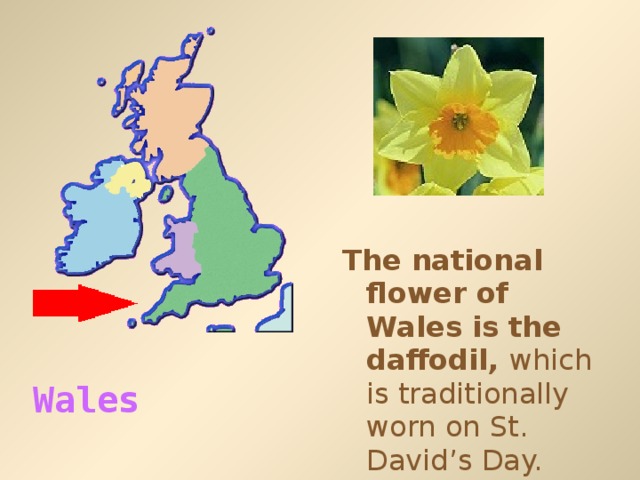 The national flower of Wales is the daffodil, which is traditionally worn on St. David’s Day. Wales