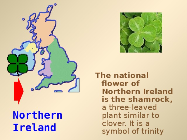 The national flower of Northern Ireland is the shamrock, a three-leaved plant similar to clover. It is a symbol of trinity Northern Ireland