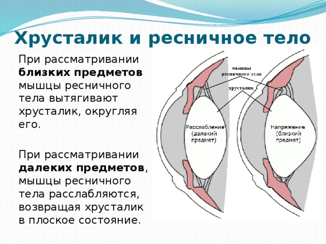 Схема преломления лучей хрусталиком глаза при рассматривании близко и далеко