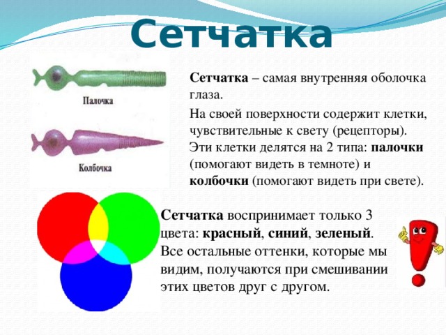 Под какой цифрой изображен на рисунке орган содержащий рецепторы которые воспринимают изменения