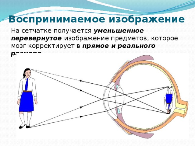 Почему видит глаз. Построение изображения на сетчатке глаза. Перевернутое изображение на сетчатке. Перевернутое изображение на сетчатке глаза. Построение изображения в глазу.