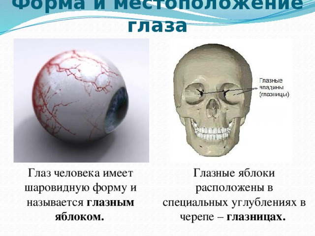 Кости глаза. Размер глазного яблока человека. Глазное яблоко расположено в углублении черепа. Диаметр глазного яблока.