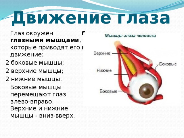 Двигается глаз. Движения мышц глаза. Движение глазных яблок мышцы. Мышцы приводящие в движение глазное яблоко. Мышцы глаза движения глаз.