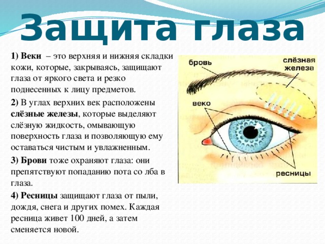 Функция 3 века. Доклад по окружающему миру 3 класс глаза орган зрения. Строение веко глаза человека. Доклад на тему глаза орган зрения 3 класс окружающий мир. Защита глаз.