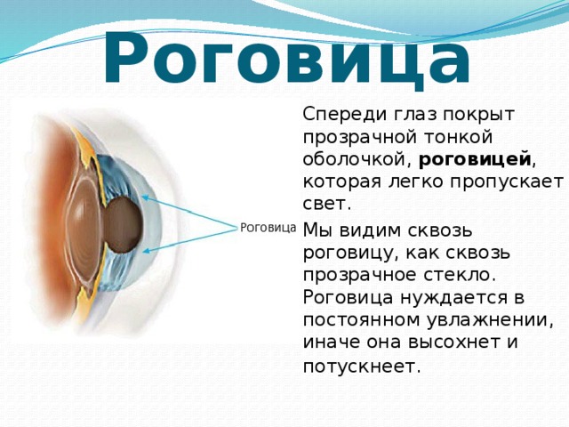 Роговица   Спереди глаз покрыт прозрачной тонкой оболочкой,  роговицей , которая легко пропускает свет.   Мы видим сквозь роговицу, как сквозь прозрачное стекло. Роговица нуждается в постоянном увлажнении, иначе она высохнет и потускнеет. 