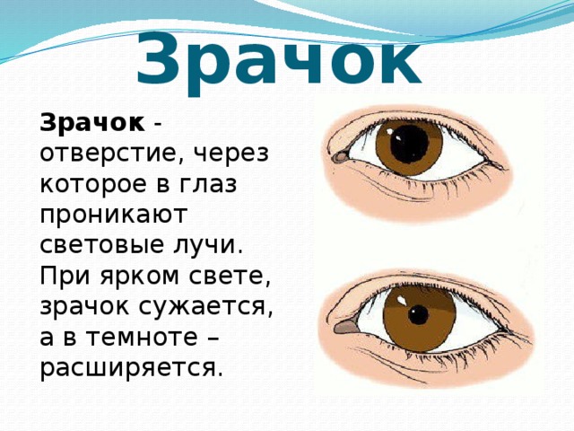 Зрачок  Зрачок  - отверстие, через которое в глаз проникают световые лучи. При ярком свете, зрачок сужается, а в темноте – расширяется.  