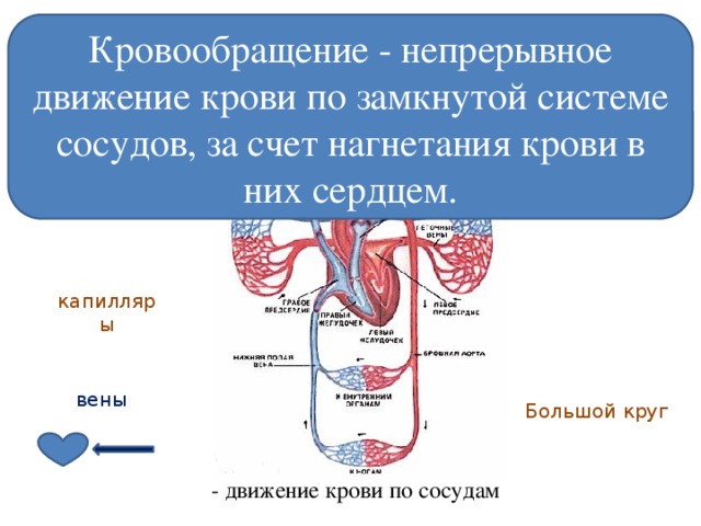 Кровообращение - непрерывное движение крови по замкнутой системе сосудов, за счет нагнетания крови в них сердцем. Кровообращение артерии Малый круг капилляры вены Большой круг  - движение крови по сосудам