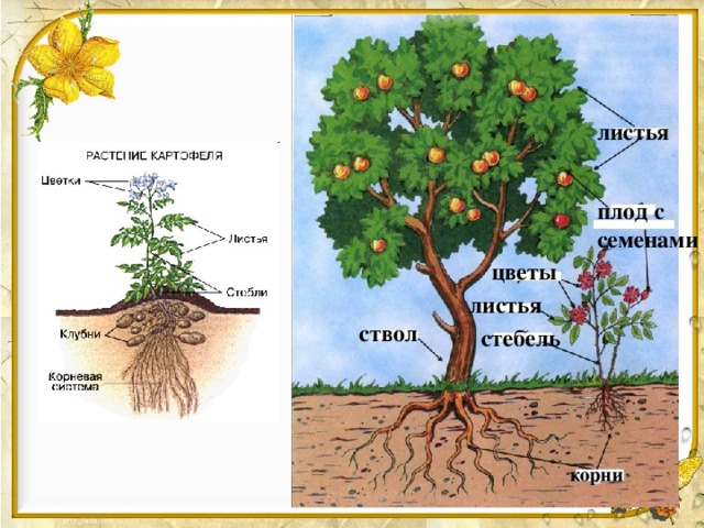 листья плод с семенами цветы  листья  ствол стебель корни