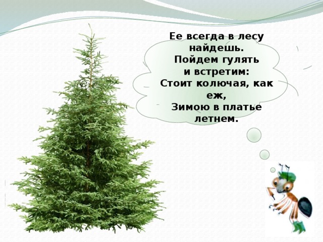 Ее всегда в лесу найдешь.  Пойдем гулять и встретим:  Стоит колючая, как еж,  Зимою в платье летнем.