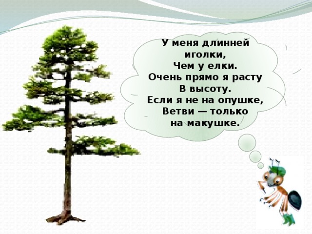 У меня длинней иголки,  Чем у елки.  Очень прямо я расту  В высоту.  Если я не на опушке,  Ветви — только на макушке.