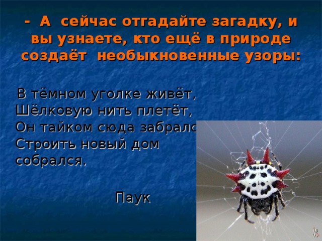 -  А  сейчас отгадайте загадку, и вы узнаете, кто ещё в природе создаёт  необыкновенные узоры:  В тёмном уголке живёт,  Шёлковую нить плетёт,  Он тайком сюда забрался,  Строить новый дом собрался.    Паук