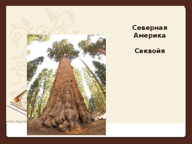 Северная Америка  Секвойя