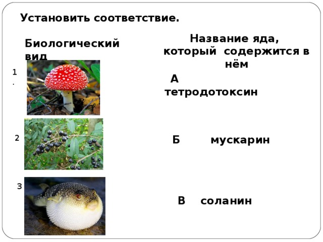 Установить соответствие. Название яда, который содержится в нём Биологический вид 1.  А тетродотоксин 2  Б мускарин 3  В соланин