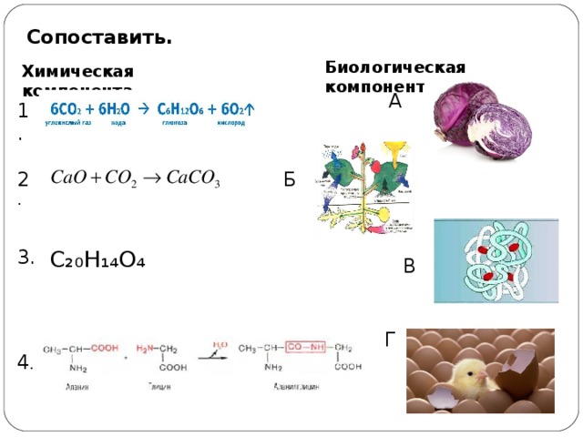 Сопоставить. Биологическая компонента Химическая компонента А 1. 2 . Б 3 . C₂₀H₁₄O₄ В Г 4 .