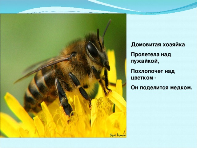 Домовитая хозяйка Пролетела над лужайкой, Похлопочет над цветком - Он поделится медком.