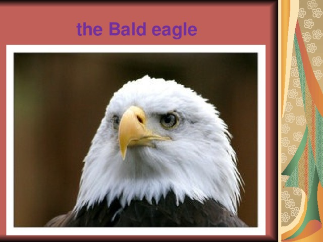 the Вald eagle