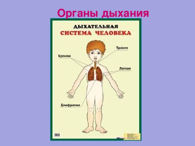 Человек дыхание человека 3 класс 8 вид презентация