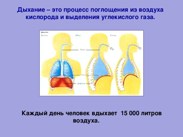 Дыхание – это процесс поглощения из воздуха  кислорода и выделения углекислого газа. Каждый день человек вдыхает 15 000 литров  воздуха.