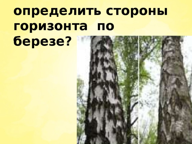 - Как можно определить стороны горизонта по березе?