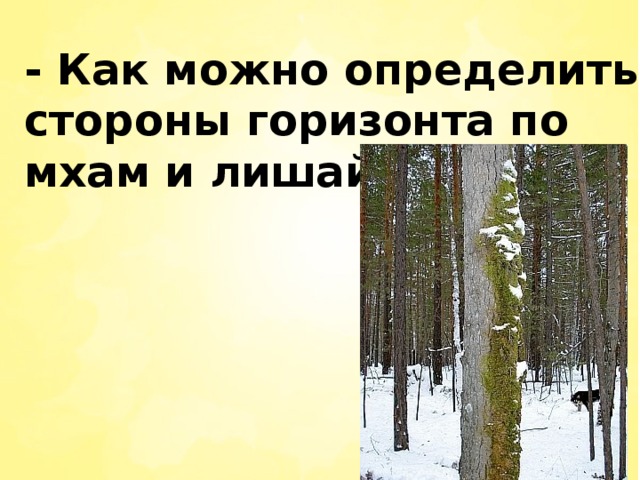 - Как можно определить стороны горизонта по мхам и лишайникам?