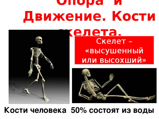 Опора и Движение. Кости скелета. Скелет – «высушенный или высохший» Кости человека 50% состоят из воды