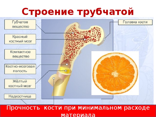 Функция желтого костного мозга в трубчатой кости. Жёлтый костный мозг в трубчатой кости. Трубчатая кость красный костный мозг. Строение сустава красный костный мозг. Костно мозговая полость трубчатой кости.