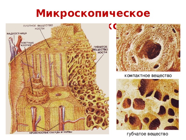 Микроскопическое строение кости компактное вещество губчатое вещество
