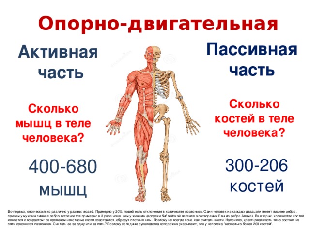 Опорно-двигательная система Пассивная часть Активная часть Сколько костей в теле человека? Сколько мышц в теле человека? В теле взрослого – 206 костей (при рождении – 300), мышц – 400-680. Это много или мало? У гусеницы 4 тыс мышц. Почему? 300-206 костей 400-680 мышц Во-первых, оно несколько различно у разных людей. Примерно у 20% людей есть отклонения в количестве позвонков. Один человек из каждых двадцати имеет лишнее ребро, причем у мужчин лишнее ребро встречается примерно в 3 раза чаще, чем у женщин (вопреки библейской легенде о сотворении Евы из ребра Адама). Во-вторых, количество костей меняется с возрастом: со временем некоторые кости срастаются, образуя плотные швы. Поэтому не всегда ясно, как считать кости. Например, крестцовая кость явно состоит из пяти сросшихся позвонков. Считать ее за одну или за пять? Поэтому солидные руководства осторожно указывают, что у человека 