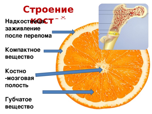 Строение костей Надкостница- заживление после перелома  Компактное вещество  Костно -мозговая полость  Губчатое вещество Напоминает апельсин