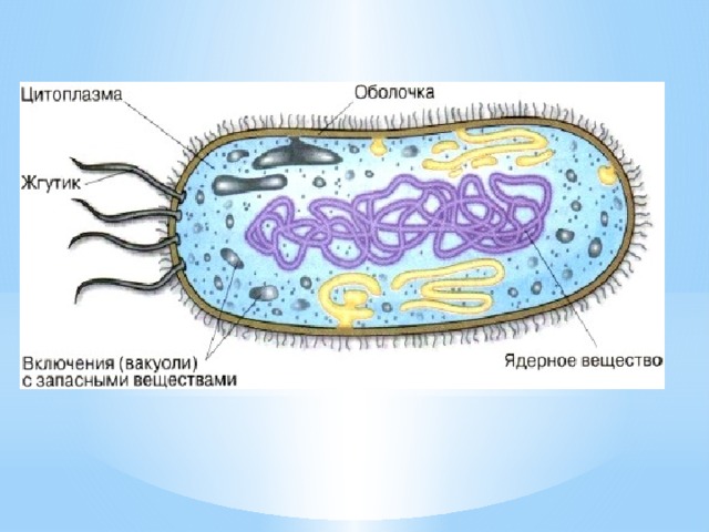Ядерное вещество у бактерий расположено в. Строение бактерии 5 класс биология. Строение бактериальной клетки. Царство бактерии строение. Структура бактериальной клетки.