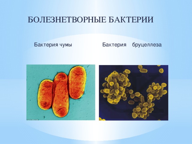 БОЛЕЗНЕТВОРНЫЕ БАКТЕРИИ  Бактерия чумы Бактерия бруцеллеза