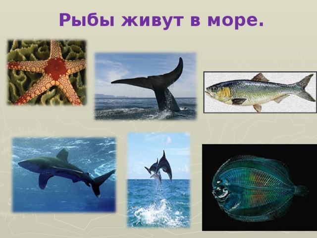 Рыбы живут в море.