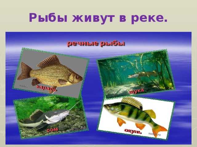 Рыбы живут в реке.