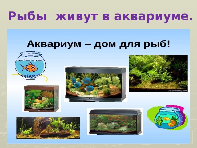 Рыбы живут в аквариуме.