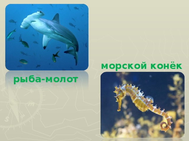 морской конёк рыба-молот