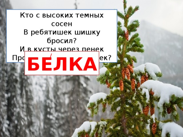 Кто с высоких темных сосен В ребятишек шишку бросил? И в кусты через пенек Промелькнул, как огонек? БЕЛКА /