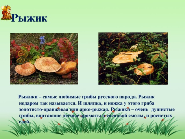Рыжик  Рыжики – самые любимые грибы русского народа. Рыжик недаром так называется. И шляпка, и ножка у этого гриба золотисто-оранжевая или ярко-рыжая. Рыжики – очень душистые грибы, впитавшие лесные ароматы и сосновой смолы, и росистых елей.