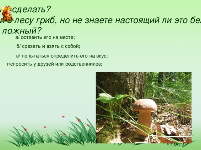 Грибы биология огэ. Наблюдение за белым грибом в лесу. Сообщение по биологии грибы Новосибирской области.