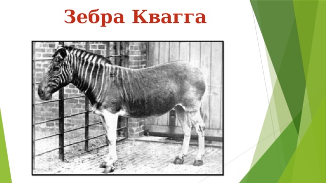 Зебра Квагга