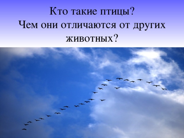 Кто такие птицы?  Чем они отличаются от других животных?