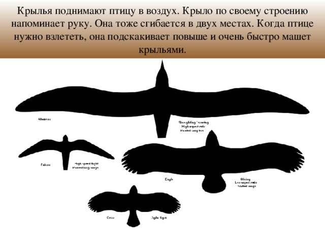 Крылья поднимают птицу в воздух. Крыло по своему строению напоминает руку. Она тоже сгибается в двух местах. Когда птице нужно взлететь, она подскакивает повыше и очень быстро машет крыльями.