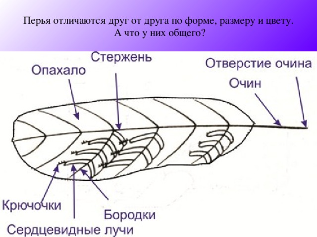 Перья отличаются друг от друга по форме, размеру и цвету.  А что у них общего?