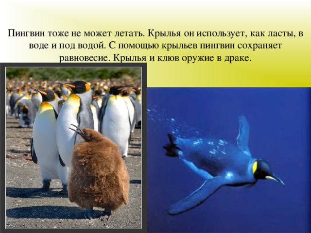 Пингвин тоже не может летать. Крылья он использует, как ласты, в воде и под водой. С помощью крыльев пингвин сохраняет равновесие. Крылья и клюв оружие в драке.