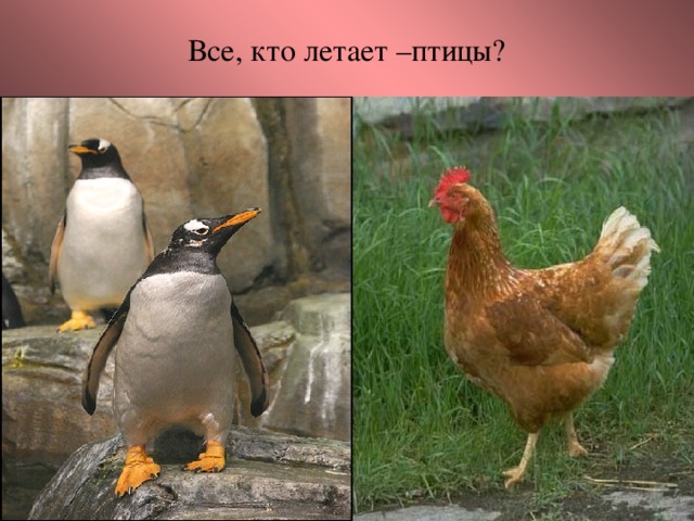 Все, кто летает –птицы?