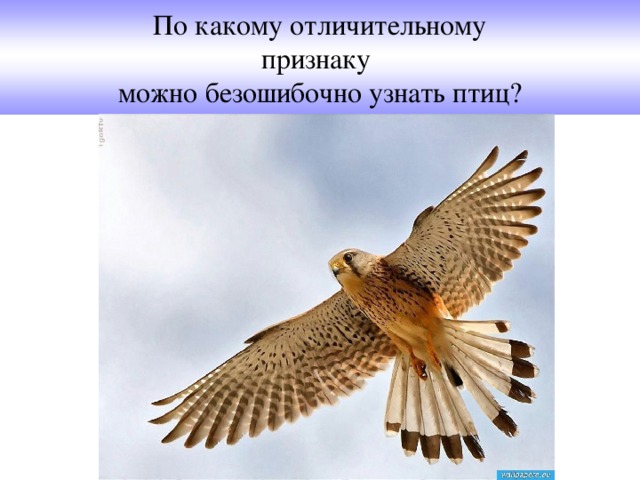 По какому отличительному  признаку  можно безошибочно узнать птиц?