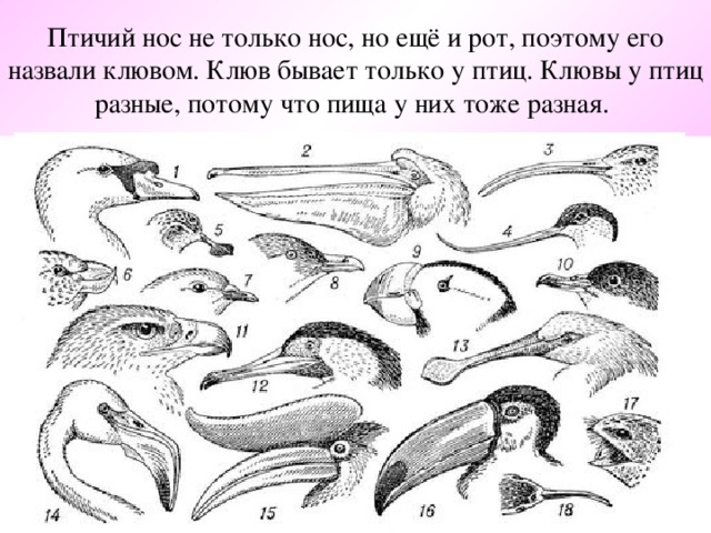 Птичий нос не только нос, но ещё и рот, поэтому его назвали клювом. Клюв бывает только у птиц. Клювы у птиц разные, потому что пища у них тоже разная.