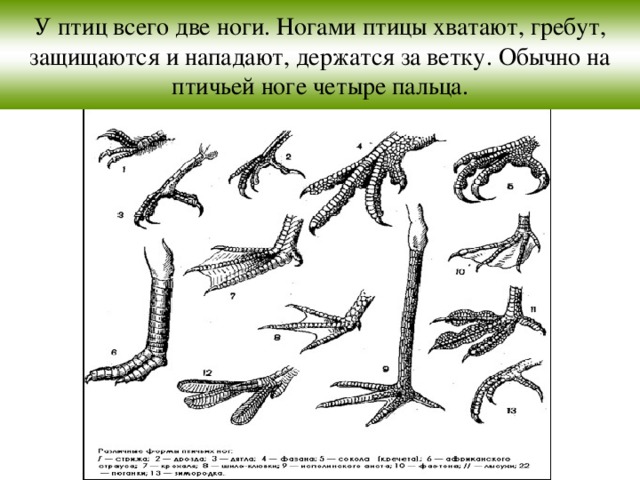 У птиц всего две ноги. Ногами птицы хватают, гребут, защищаются и нападают, держатся за ветку. Обычно на птичьей ноге четыре пальца.