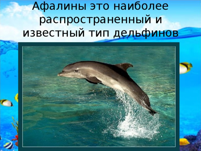 Афалины это наиболее распространенный и известный тип дельфинов